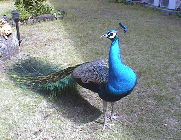 Peacock01