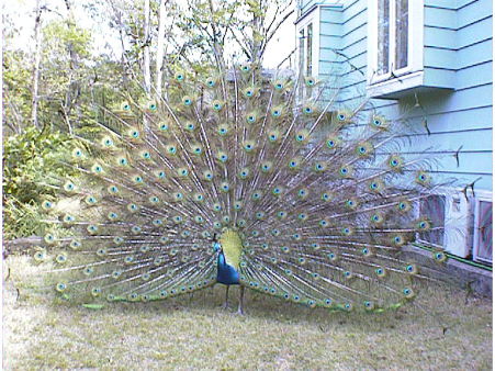 Peacock02