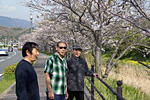松崎の桜並木